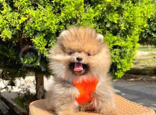 Safkan Teddy Bear Pomeranian Boo Yavrularımız görsel
