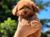 Red Toy Poodle Yavrular