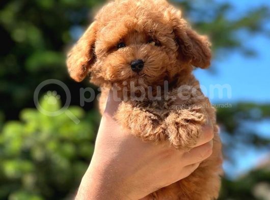 Red Toy Poodle Yavrular görsel