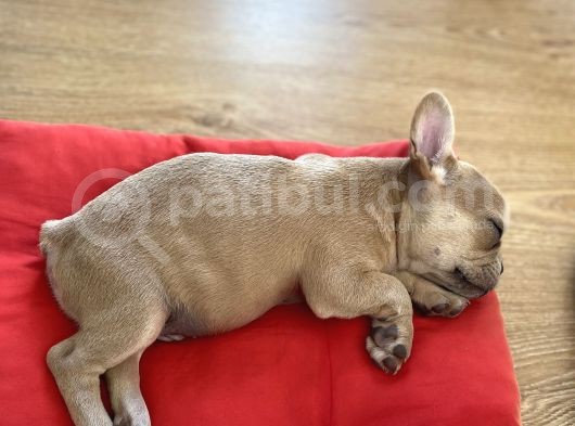 French Bulldog Iki Aylik görsel