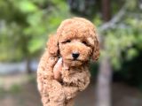 Sağlik Garanti̇li̇ Toy Poodle Yavrular
