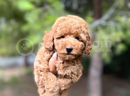 Sağlik Garanti̇li̇ Toy Poodle Yavrular görsel