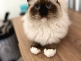 Maviş Ragdoll