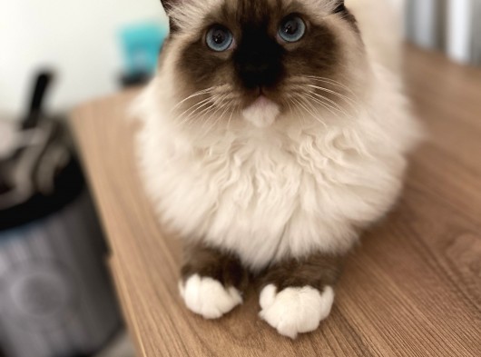 Maviş Ragdoll görsel