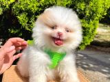 Safkan Sevimli Teddy Bear Pofuduk Tüylü Pomeranian Boo
