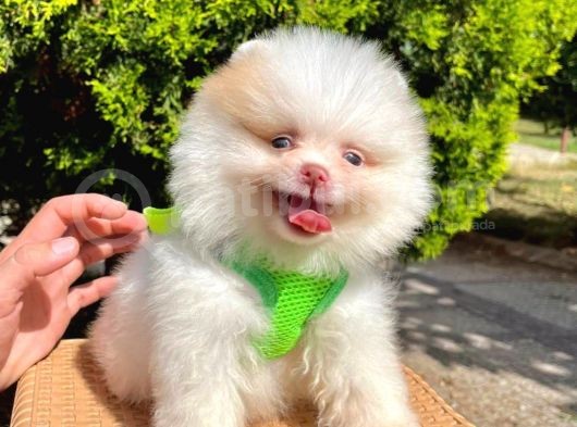 Safkan Sevimli Teddy Bear Pofuduk Tüylü Pomeranian Boo görsel
