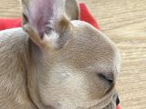 French Bulldog Iki Aylik