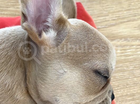 French Bulldog Iki Aylik
