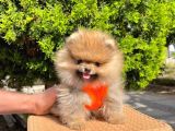 Safkan Teddy Bear Pomeranian Boo Yavrularımız