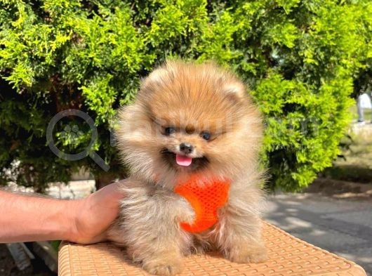 Safkan Teddy Bear Pomeranian Boo Yavrularımız
