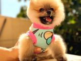 Orange Di̇şi̇ Pomerani̇an Boo