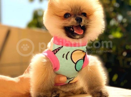 Orange Di̇şi̇ Pomerani̇an Boo görsel