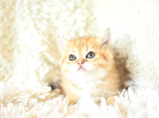 Şampi̇yon Soyundan Golden Ny11 Bri̇ti̇sh Shorthai̇r Yavrumuz Erkek görsel