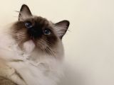 Maviş Ragdoll