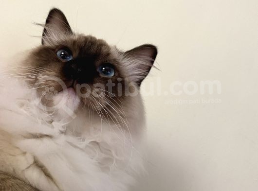Maviş Ragdoll görsel