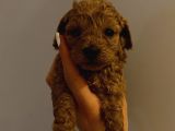 Teacup,Toy,Minyatür Poodle Yavrularımız