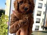 Ev Ortamında Büyüyen Toypoodle Yavrular