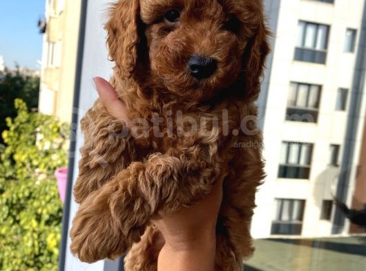 Ev Ortamında Büyüyen Toypoodle Yavrular görsel