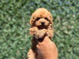 Apri̇cot Toy Poodle Bebekler