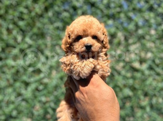 Apri̇cot Toy Poodle Bebekler görsel