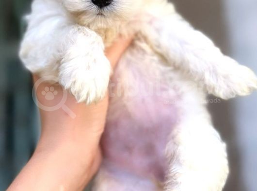 Maltese 0 Numara Di̇şi̇ Erkek Üst Kali̇te Bebekler görsel