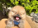 Safkan Teddy Bear Pomeranian Boo Yavrularımız