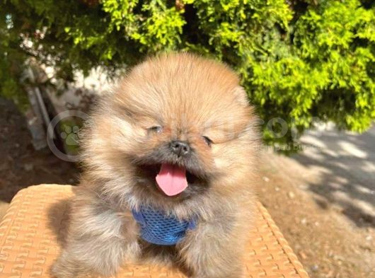 Safkan Teddy Bear Pomeranian Boo Yavrularımız görsel