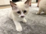Maviş Ragdoll