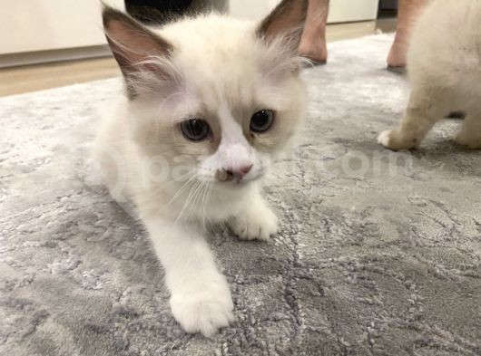 Maviş Ragdoll görsel