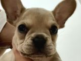 French Bulldog Iki Aylik