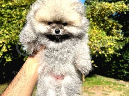 Si̇lver Di̇şi̇ Pomerani̇an görsel