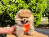Safkan Sevimli Teddy Bear Pofuduk Tüylü Pomeranian Boo