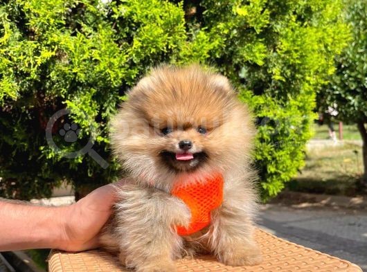 Safkan Sevimli Teddy Bear Pofuduk Tüylü Pomeranian Boo görsel