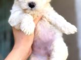 Maltese 0 Numara Di̇şi̇ Erkek Üst Kali̇te Bebekler
