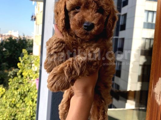Safkan Ve Korekan Toypoodle Yavrular görsel