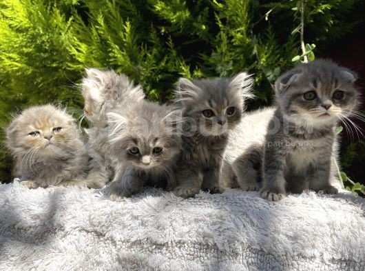 Sevgi Pıtırcıkları Hazır görsel