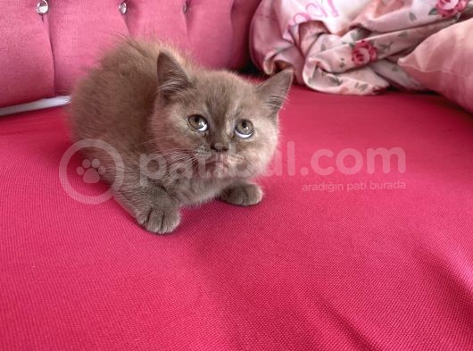 Ayıcık Yüzlü Dişi
