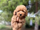 Sağlik Garanti̇li̇ Toy Poodle Yavrular