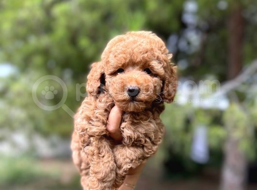 Sağlik Garanti̇li̇ Toy Poodle Yavrular