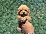 Apri̇cot Toy Poodle Bebekler