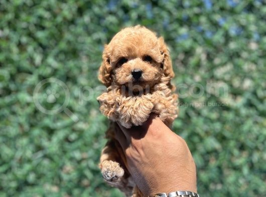 Apri̇cot Toy Poodle Bebekler görsel