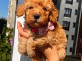 Oyuncak Peluş Tadında Toypoodle Bebekler