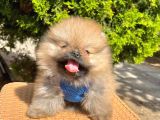Safkan Sevimli Teddy Bear Pofuduk Tüylü Pomeranian Boo