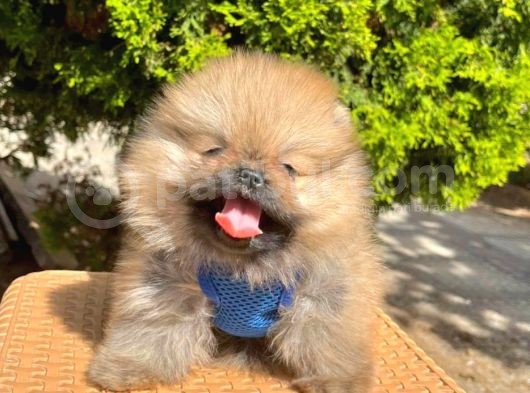 Safkan Sevimli Teddy Bear Pofuduk Tüylü Pomeranian Boo görsel