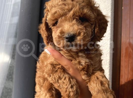 Pasaportlu Ev Ortamında Toypoodle Yavrular görsel
