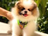 Party Colour Üst Kali̇te Pomerani̇an