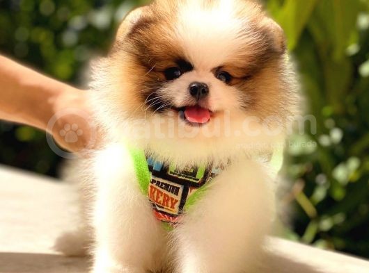 Party Colour Üst Kali̇te Pomerani̇an görsel