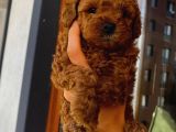 Teacup,Toy,Minyatür Poodle Yavrularımız
