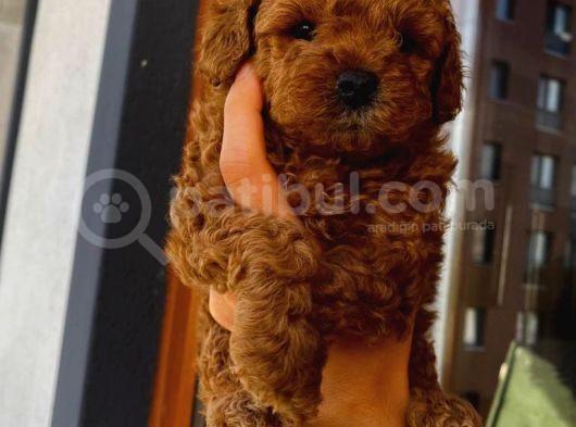 Teacup,Toy,Minyatür Poodle Yavrularımız görsel