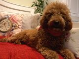 Teacup,Toy,Minyatür Poodle Yavrularımız
